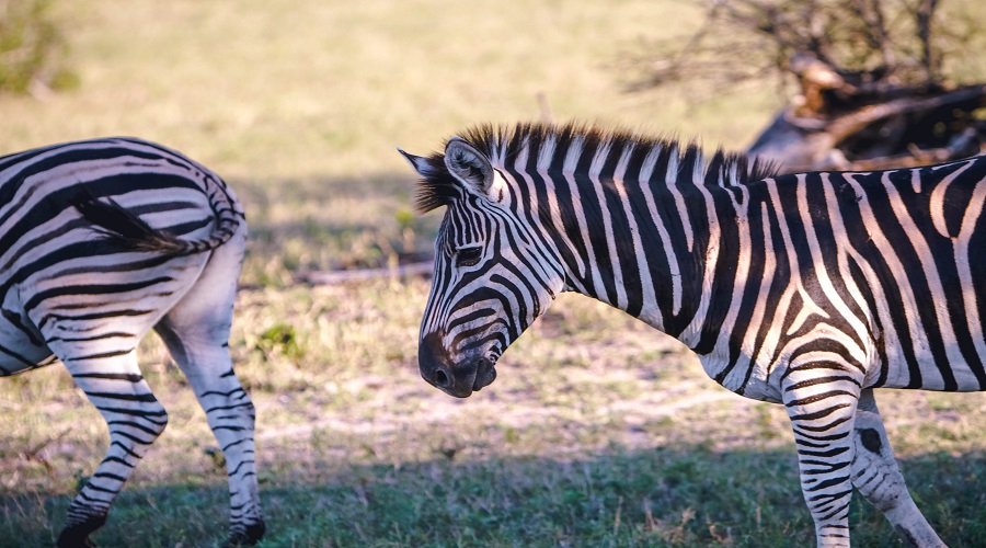 Safari in Kenya vs. Tanzania: Which is Better?
